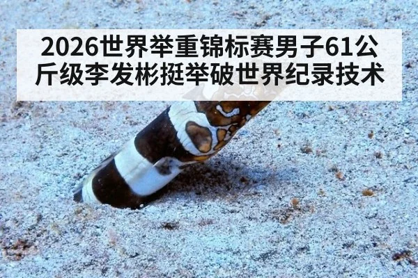 2026世界举重锦标赛男子61公斤级李发彬挺举破世界纪录技术